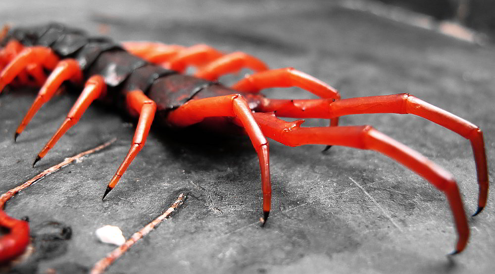 Giant venomous centipede, often found in the undergrowth of Thailand. 