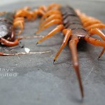Giant centipede in Thailand