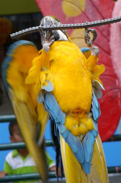 macaw