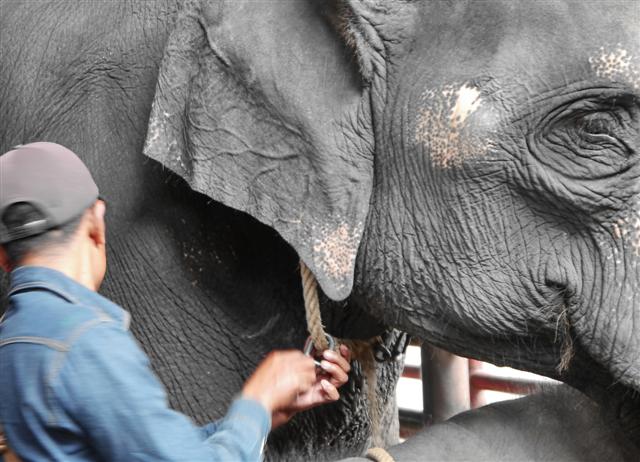 Nong Nooch, Pattaya Thailand Nong Nooch, Pattaya Thailand