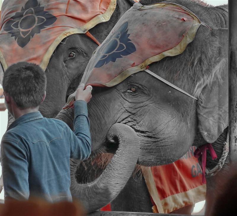 Nong Nooch, Pattaya Thailand Nong Nooch, Pattaya Thailand