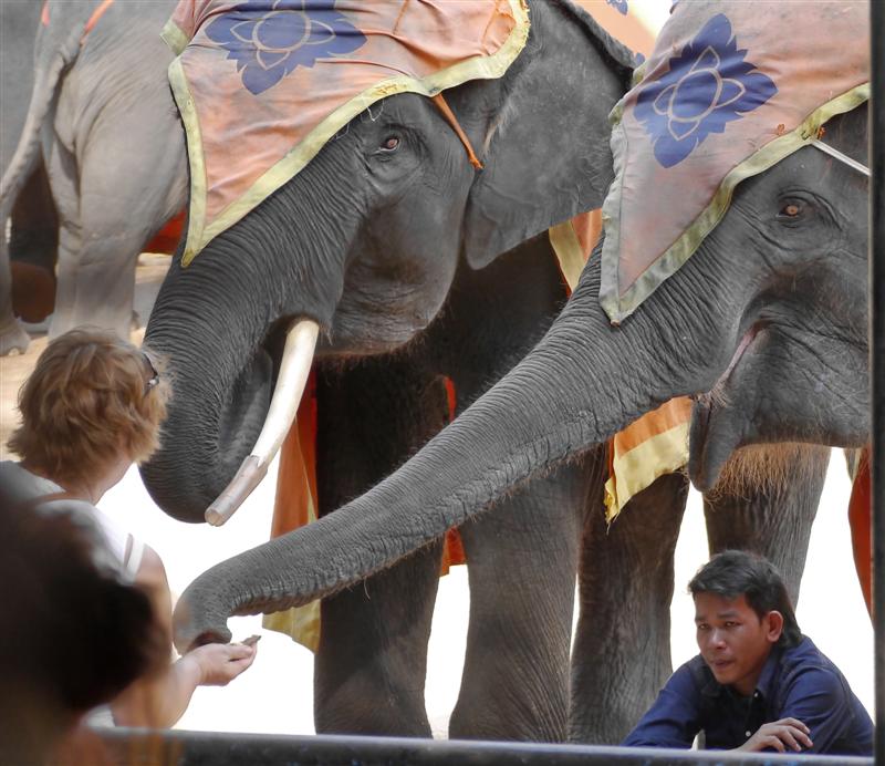 Nong Nooch, Pattaya Thailand Nong Nooch, Pattaya Thailand