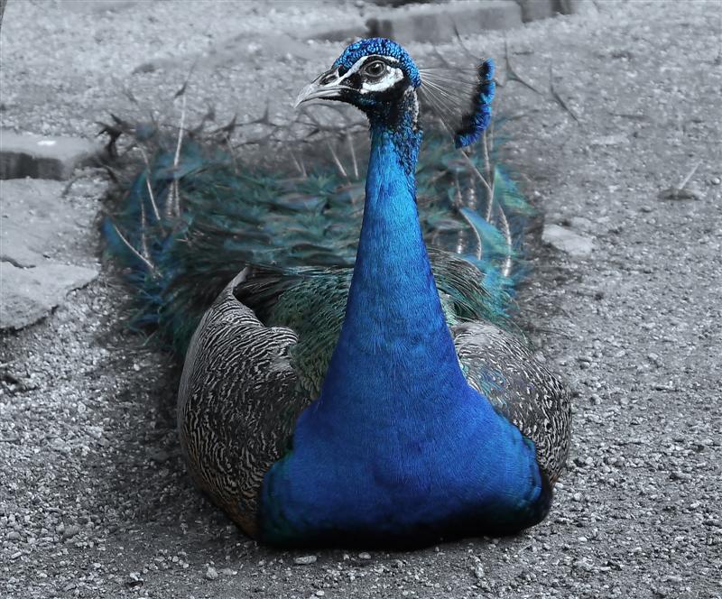 Peacock peacock