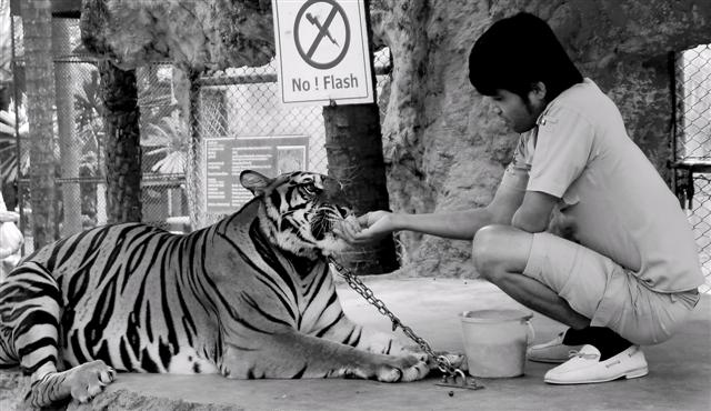 Nong Nooch, Pattaya Thailand Nong Nooch, Pattaya Thailand