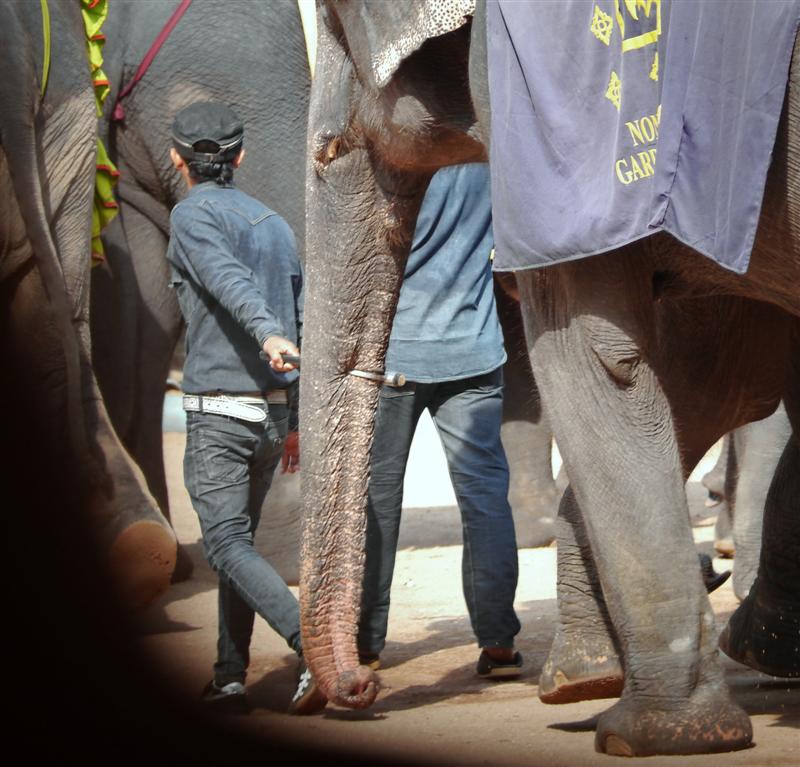 Nong Nooch, Pattaya Thailand Nong Nooch, Pattaya Thailand