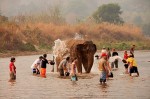 elephant bathing
