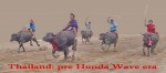 buffalo racing in Thailand