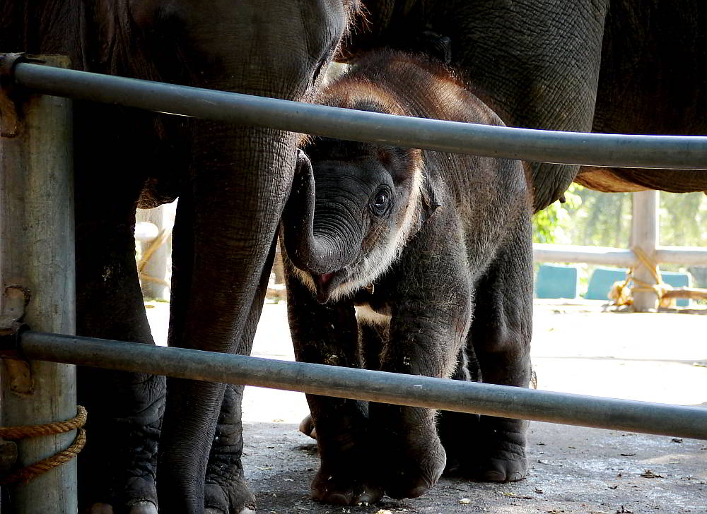 Khao Kheow Zoo Thailand