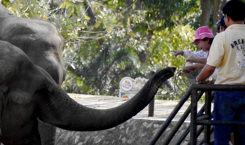 feeding the elephants at Khao Kheow Zoo Thailand
