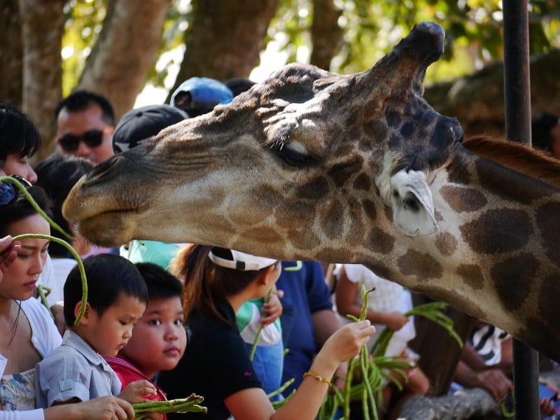 giraffe at Khao Kheow Zoo Thailand