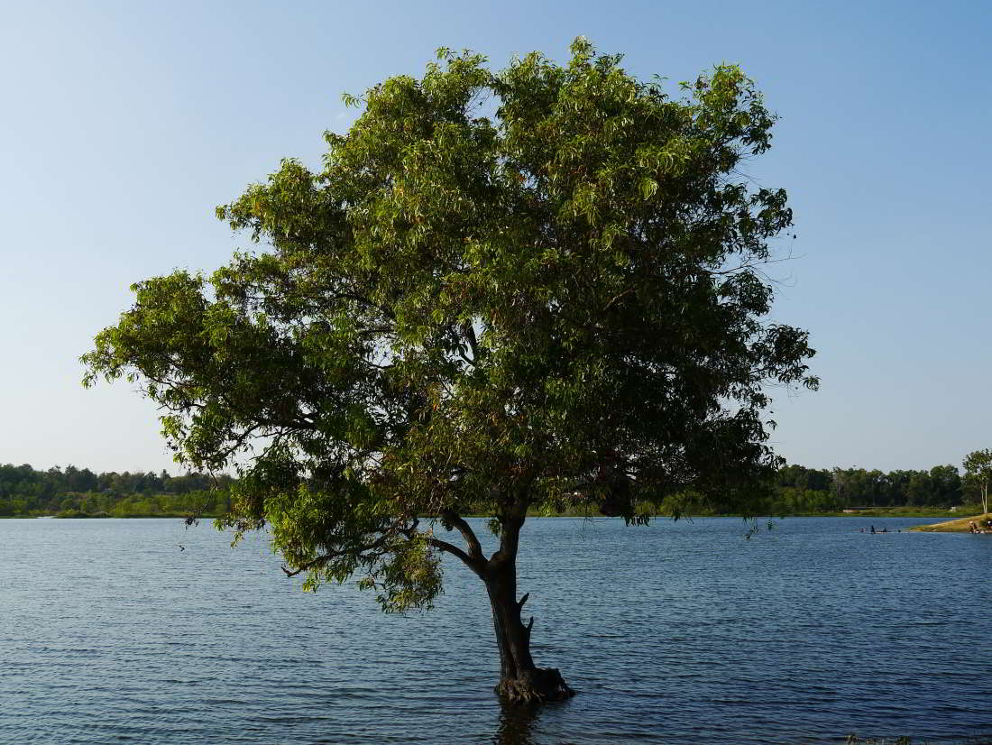 mabprachan lake in Pattaya Thailand