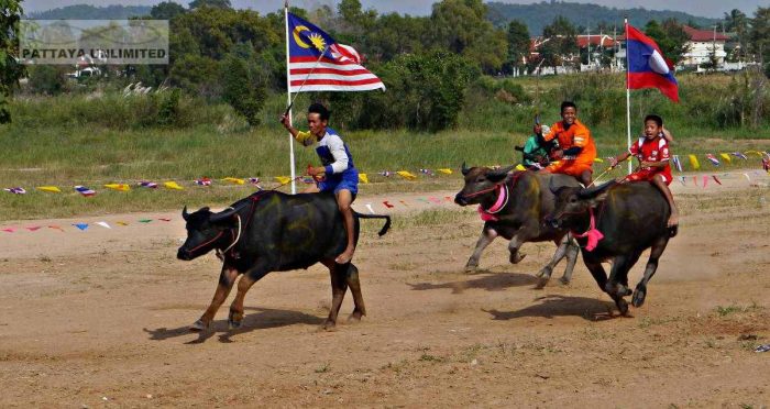 Pattaya Buffalo Races at Mabprachan Lake.