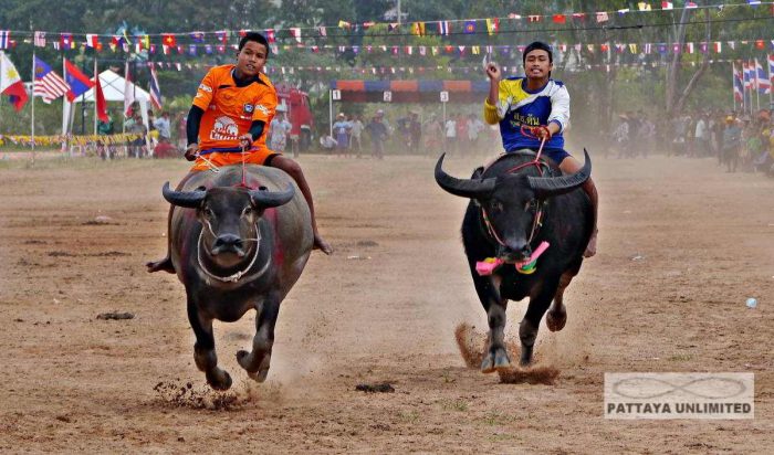 two mounted buffaloes going full speed at Pattaya buffalo races