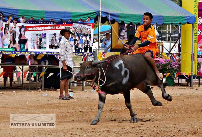 A young Thai boy riding a buffalo at the Pattaya buffalo races