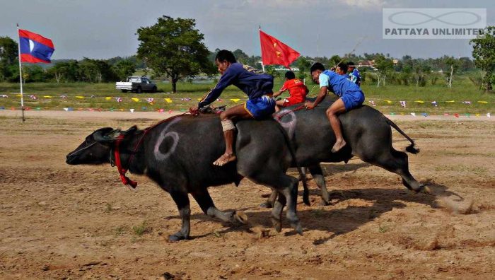 three riders steer their buffaloes to the finish line at Pattaya buffalo races