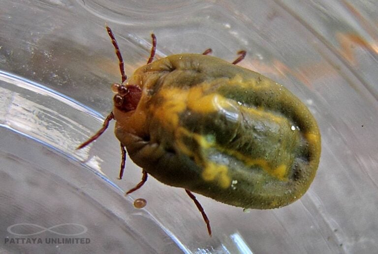 Adult brown dog tick Thailand