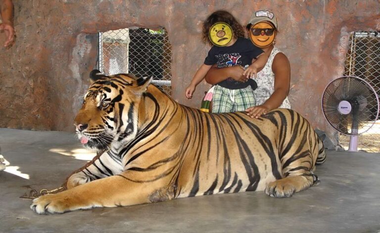 having a photograph taken with a tiger in Thailand