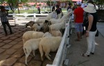 Pattaya Sheep Farm