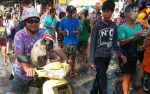 Pug at the Pattaya Songkran festival