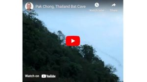 Thailand bat cave video