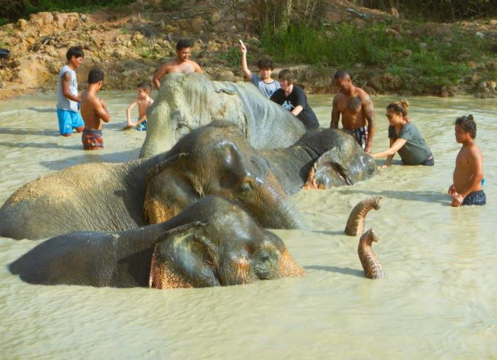 bathing elephants in Pattaya, Thailand
