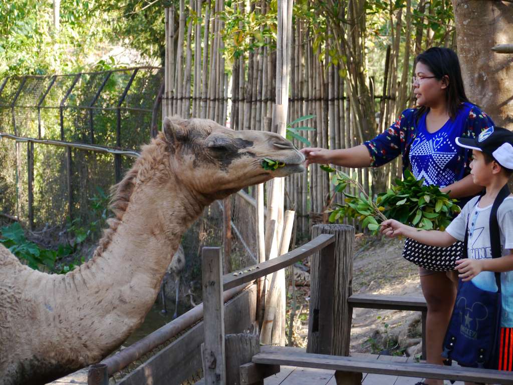 Khao Kheow Zoo, Thailand