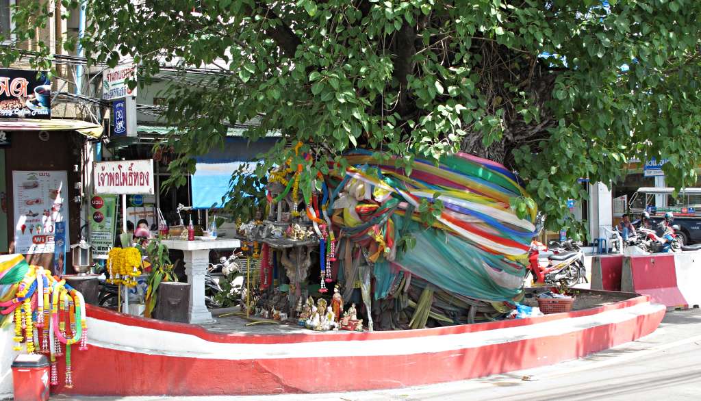 sacred fig tree in Pattaya Thailand