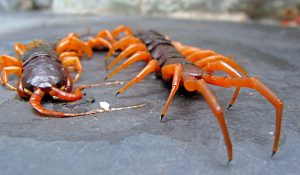 giant venemous centipede in Pattaya Thailand