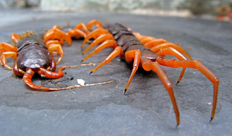 giant venemous centipede in Pattaya Thailand