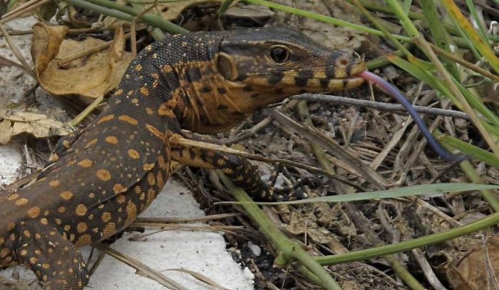 baby monitor lizard in Pattaya