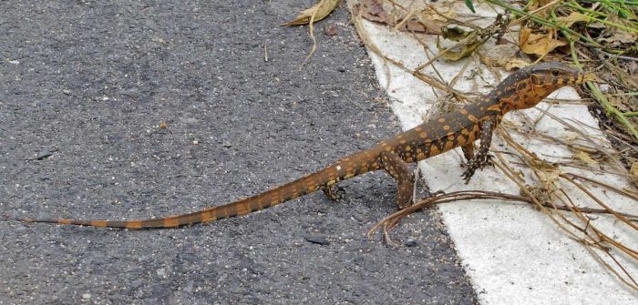 young monitor lizard crossing the road near Na Jomtien Beach in Pattaya