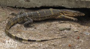 monitor lizard in Thailand