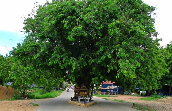 sacred fig tree in Pattaya, Thailand