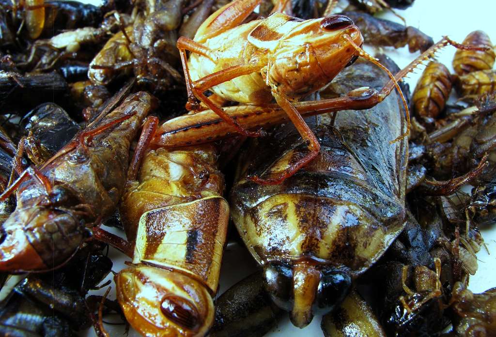 edible bugs in Thailand