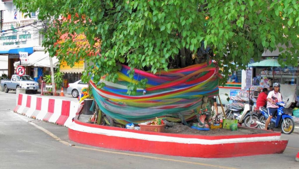 Sacred fig tree in Naklua, Pattaya
