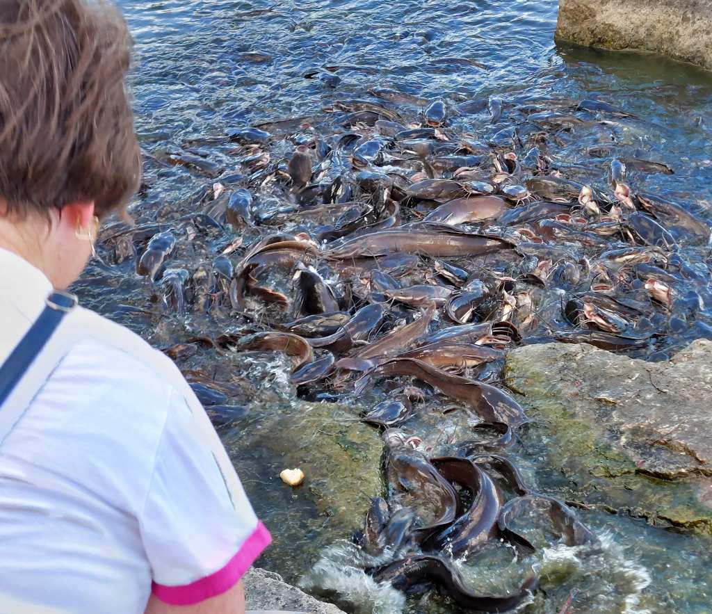 Feeding the catfish at Nongprue park in Pattaya