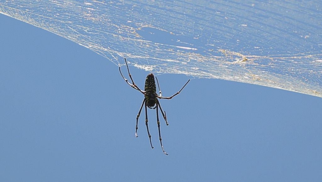 What appears to a Golden orb weaver spider hanging from its web in Pattaya, Thailand