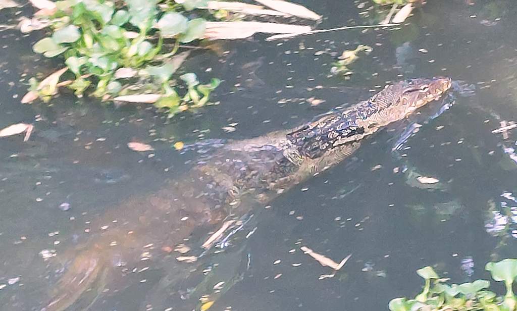 Monitor lizard at Nongprue park in Pattaya