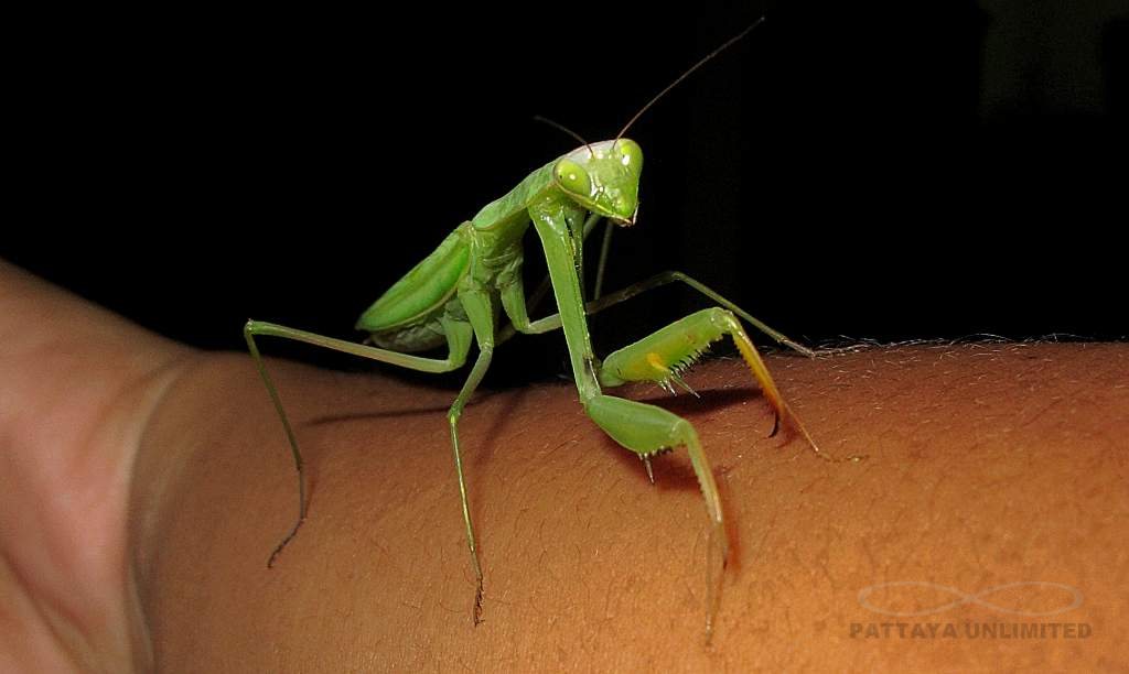 Thai praying mantis perched on a person's arm