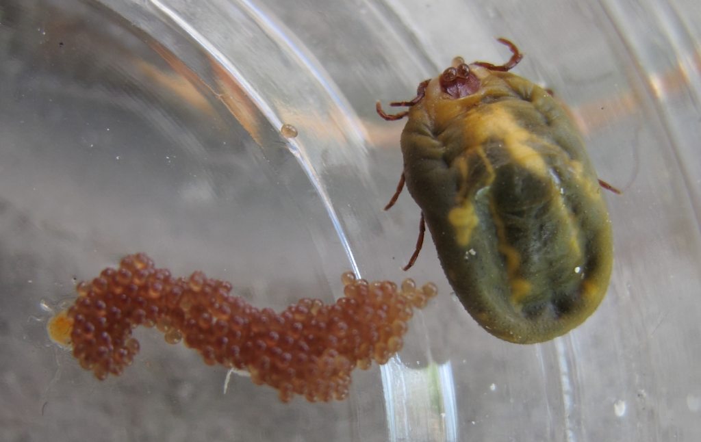 Tick with just laid eggs, Thailand