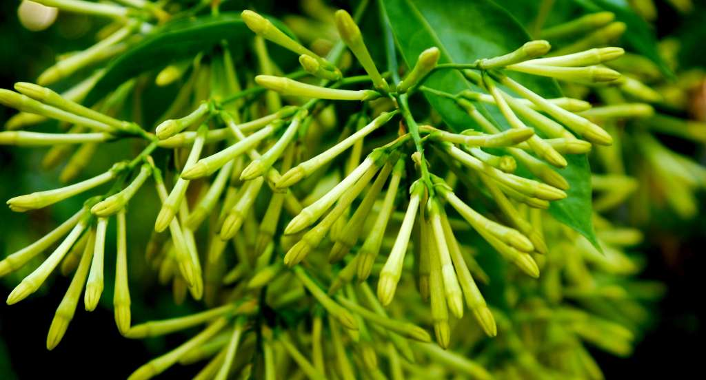 night blooming jasmine flowers