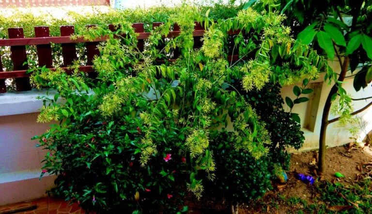 Blooming night jasmine tree in Pattaya, Thailand