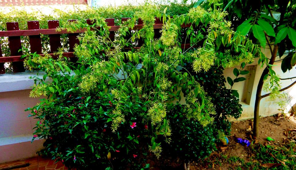 night blooming jasmine tree in Pattaya, Thailand