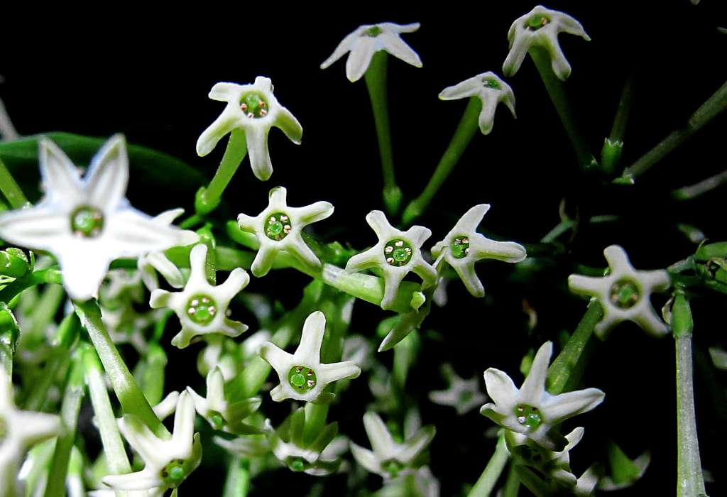 night blooming jasmine flowers opened at night time